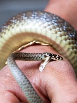 Изображение неядовитой змеи для скачивания