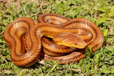 Фото неядовитой змеи в формате WebP