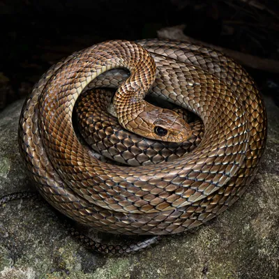 Неядовитая змея: фото для декорации