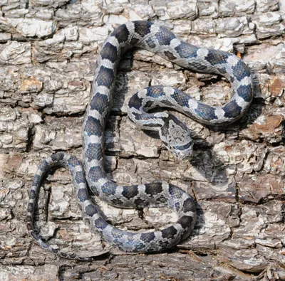 Фото неядовитой змеи для использования в дизайне