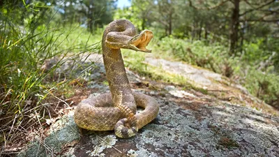 Неядовитая змея: фото на обои