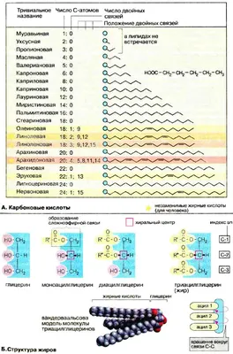 Клубника малина жимолость на одном рисунке нейтральные тона не яркие on  Craiyon