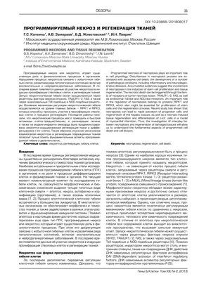 Программируемый некроз и регенерация тканей – тема научной статьи по  фундаментальной медицине читайте бесплатно текст научно-исследовательской  работы в электронной библиотеке КиберЛенинка