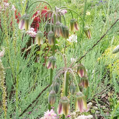 Нектароскордум Siculum Bulgaricum