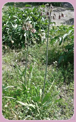 Вертикордия — Нектароскордум сициллийский (Nectaroscordum siculum)