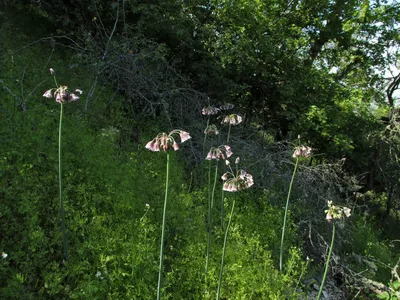 Allium siculum Ucria, Нектароскордум сицилийский (World flora) - Pl@ntNet  identify