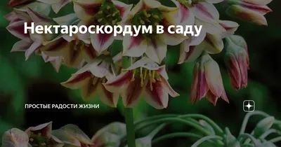 Нектароскордум Булгарикум (Bulgaricum) 5 шт луковицы — купить в  интернет-магазине по низкой цене на Яндекс Маркете