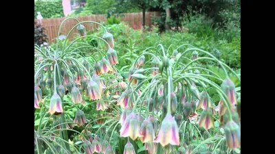 Вертикордия — Нектароскордум сициллийский (Nectaroscordum siculum)