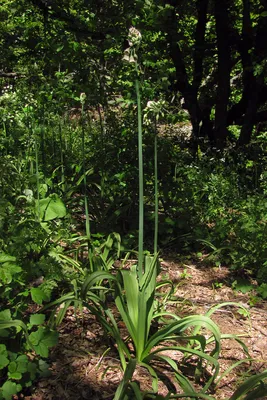 Nectaroscordum bulgaricum - Image of an specimen - Plantarium