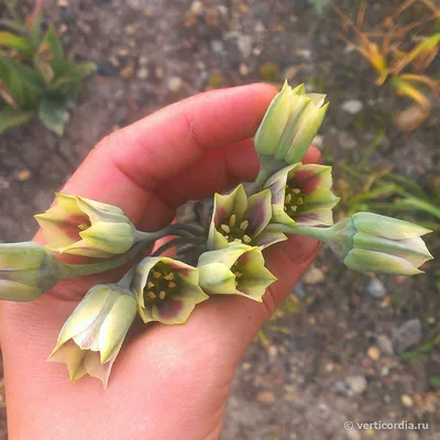 Вертикордия — Нектароскордум сициллийский (Nectaroscordum siculum)