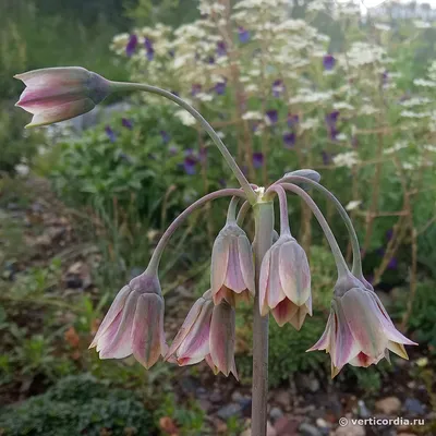 Вертикордия — Нектароскордум сициллийский (Nectaroscordum siculum)