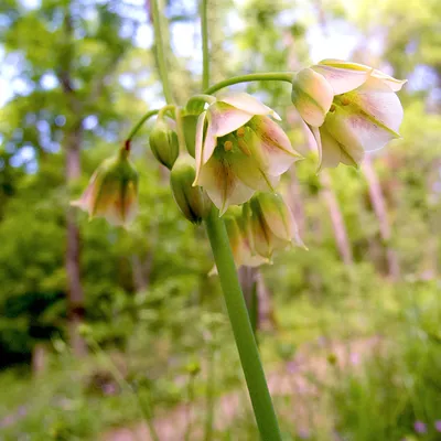 Самардала Многогодишен меден чесън нектароскордум - Allium Nectaroscordum |  М и М Трейдинг