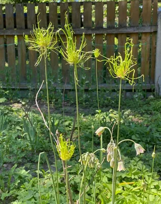 Вертикордия — Нектароскордум сициллийский (Nectaroscordum siculum)