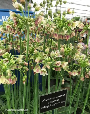 Вертикордия — Нектароскордум сициллийский (Nectaroscordum siculum)