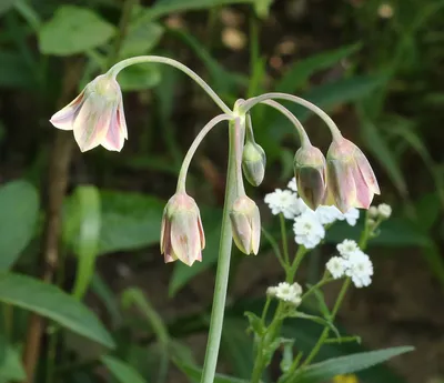 Цибуля декоративна Нектароскордум Болгарський (Siculum Ssp Bulgaricum) -  купити цибулини квітів з доставкою по Україні в магазині Добродар