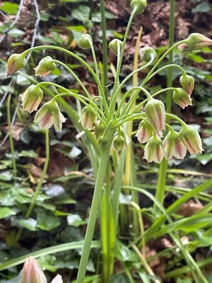 Самардала Многогодишен меден чесън нектароскордум - Allium Nectaroscordum |  М и М Трейдинг