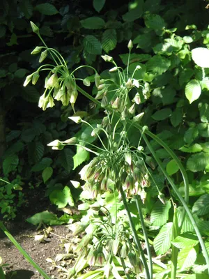 Allium siculum Ucria, Нектароскордум сицилийский (World flora) - Pl@ntNet  identify