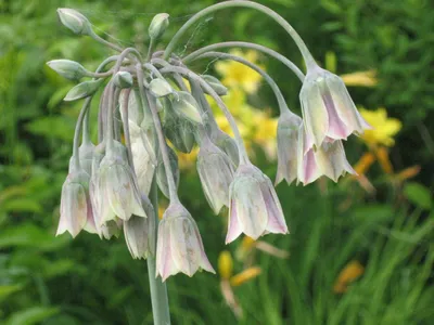 Файл:Nectaroscordum siculum01.jpg — Википедия