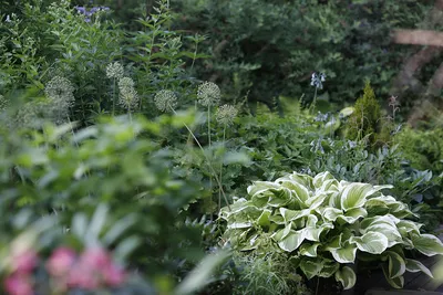 Allium Siculum (Nectaroscordum) Sicilian Honey Garlic (8 Bulbs) — Mid  Ulster Garden Centre (Hortus Vitae Ltd)