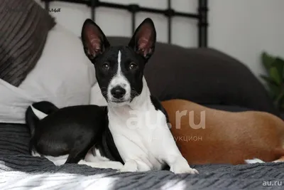 Басенджи (нелающая собака) мальчик чёр-бел окраса — купить в Красноярске.  Собаки, щенки на интернет-аукционе Au.ru