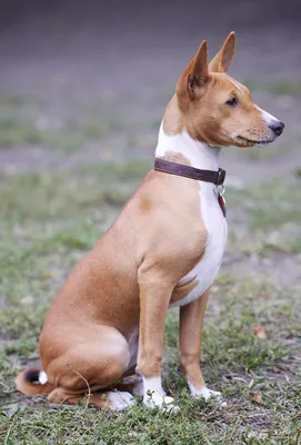 Басенджи - африканская нелающая собака | Пикабу
