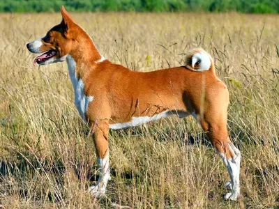 Щенки Басенджи (Африканская нелающая собака) в Алматы - Собаки - Все Вместе