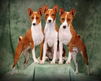 Нелающие басенджи – по-настоящему уникальная порода собак | Собаки |  Dogsacademy.ru | Дзен