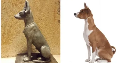 Басенджи - африканская нелающая собака | Пикабу