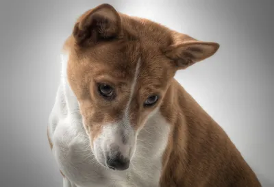 Щенки басенджи (Африканская нелающая собака) – купить в Санкт-Петербурге,  цена 35 000 руб., продано 21 апреля 2017 – Собаки