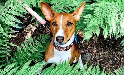 Австралийская нелающая собака - 73 фото