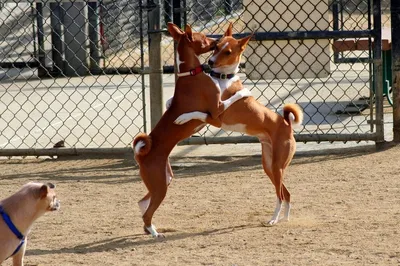 Басенджи - описание породы собак: характер, особенности поведения, размер,  отзывы и фото - Питомцы Mail.ru