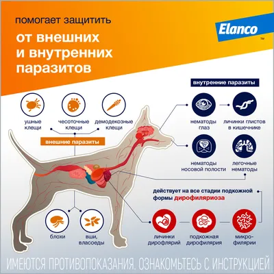 Профилактика глистов у животных - Ветеринарная клиника в Зеленограде  \"POLIVET\"