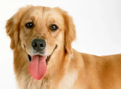 Глисты у собак: симптомы, виды, разные формы профилактики