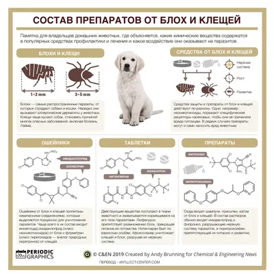 Глистная инвазия собак и кошек