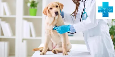 Глисты у собак: : симптомы и признаки, как вылечить