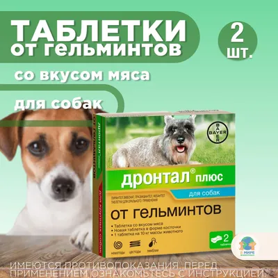 Как понять, что у собаки глисты: симптомы, лечение, профилактика -  Зоомагазин MasterZoo