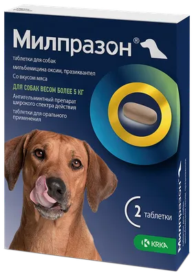 Ошейник Дана Ультра для собак - купить по цене от рублей в Новосибирске |  Мокрый Нос