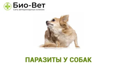 Милпразон антигельминтик для собак более 5 кг таблетки 12,5 мг/125 мг 2 шт.  (вет) - купить, цена и отзывы, Милпразон антигельминтик для собак более 5  кг таблетки 12,5 мг/125 мг 2 шт. (