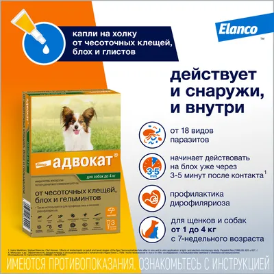 Как понять, что у собаки глисты: симптомы, лечение, профилактика -  Зоомагазин MasterZoo