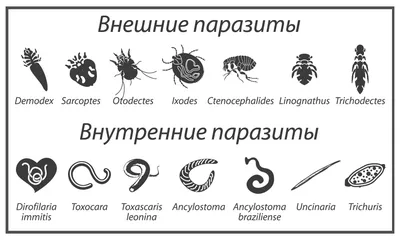 14:0 в пользу собаки / Статьи на ветеринарную тематику