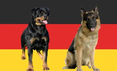 Немецкие собаки – DW – 02.01.2018