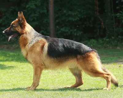 Немецкие породы собак с фотографиями и названиями, охотничьи, пастушьи и  домашние
