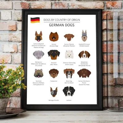 Немецкая овчарка — описание породы собаки от А до Я