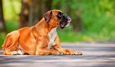 Зоологи определили самые умные породы собак | РБК Life