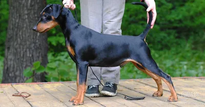 ТОП-30 немецких пород собак: общие черты, фото, описания