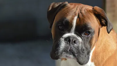 Немецкий боксер — описание породы собаки от А до Я
