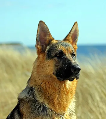 Немецкий дог - Порода собак - Информация и особенностях | Хиллс