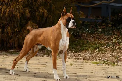 Немецкий боксер: все о породе, характер, дрессировка, фото собаки