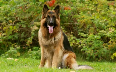 Самые преданные породы собак - немецкие | Домашний уют | Дзен