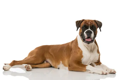 Немецкий боксер: кормление и особенности здоровья | Royal Canin